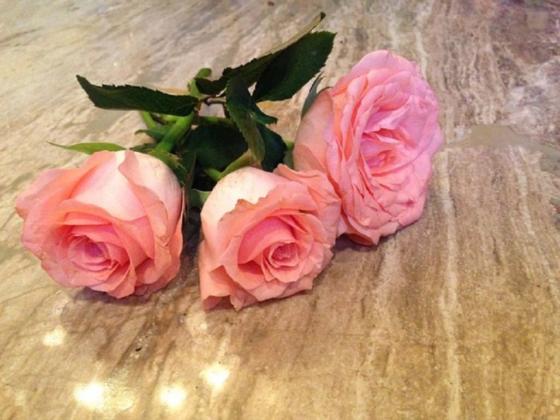 three_pink_roses.jpg