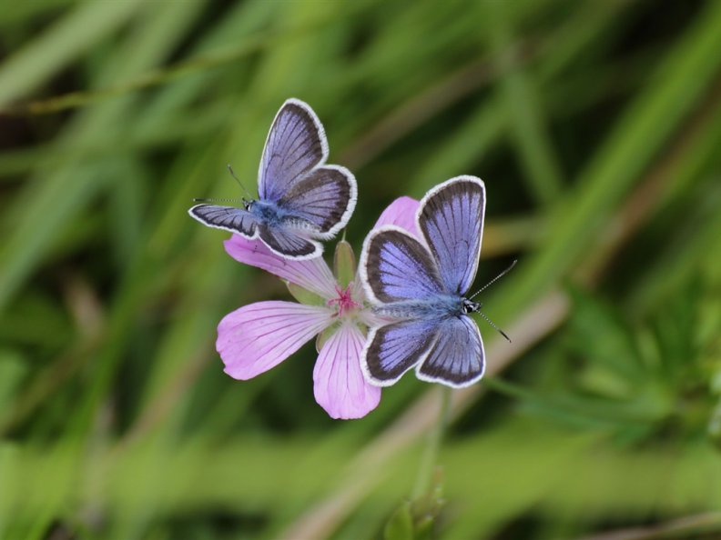 butterfly_on_flower.jpg