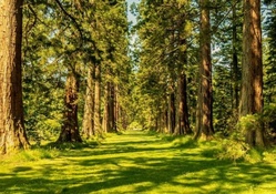 avenue of giant redwoods