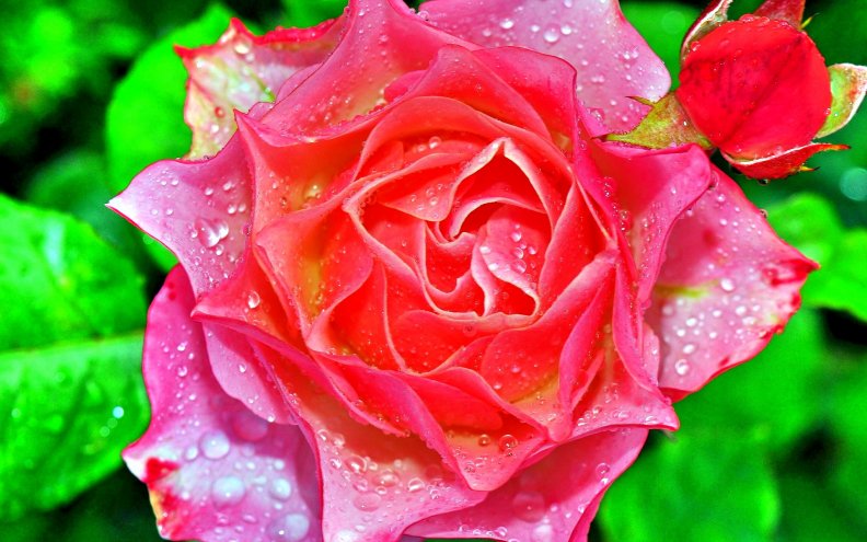 pink_rose_beauty.jpg