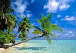 Tropical Island Beach