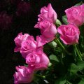 Roses for dear Alex(Alexandra66)