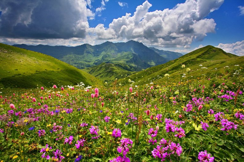 mountain_wildflowers.jpg