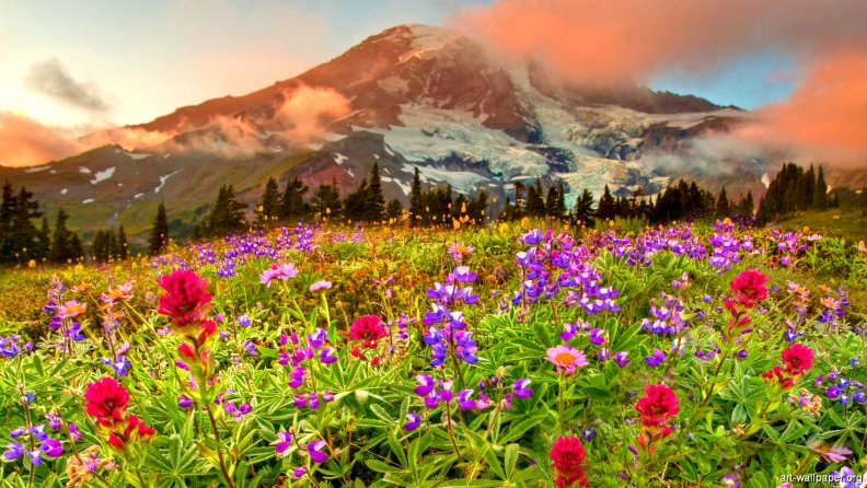 mountain_wild_flowers.jpg