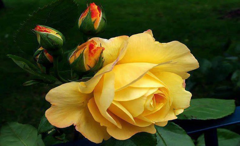 exquisite_yellow_rose.jpg