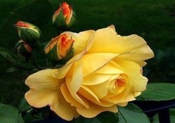 Exquisite Yellow Rose