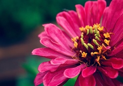 Pretty Fuschia_colored Flower