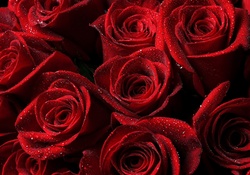 * Wet red roses *