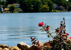 Rose By The Lake