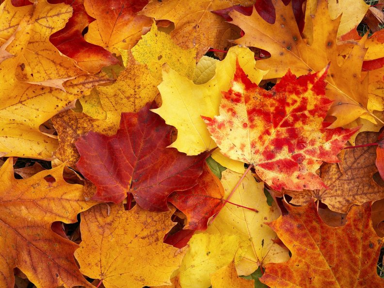 autumn_leaves.jpg