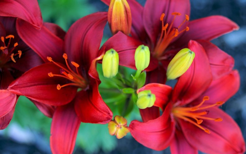 beautiful_lilies.jpg