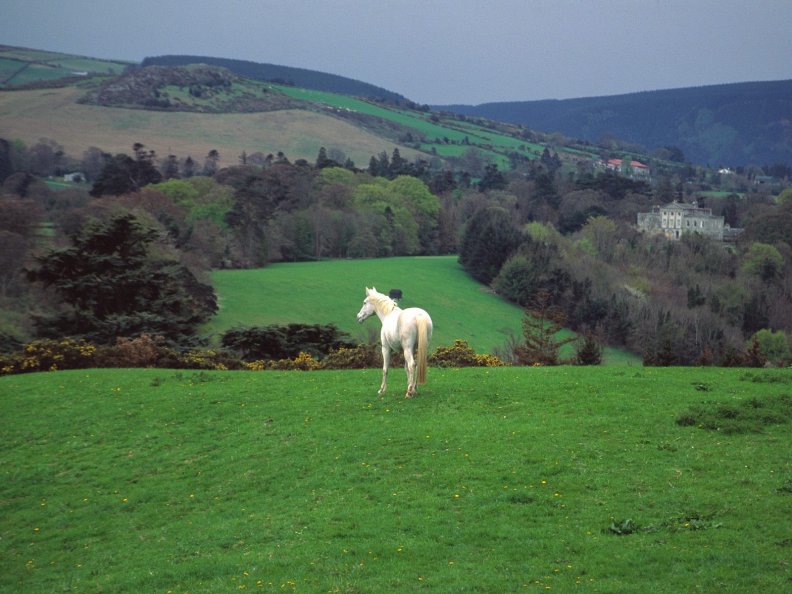 white_horse_in_the_hills_of_ireland.jpg