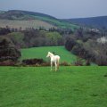 White horse in the hills of Ireland