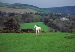 White horse in the hills of Ireland