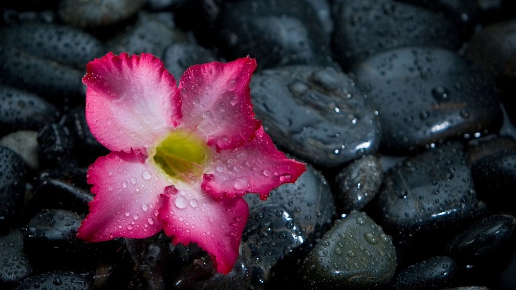 Pink flower on wet stones