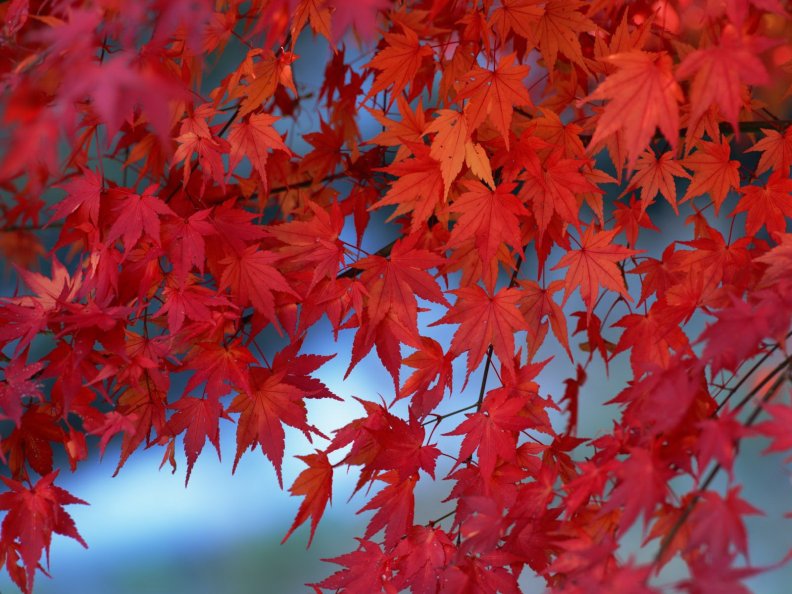 red_autumn_branches.jpg