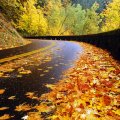 Autumnn Road