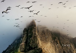 Birds Flying over Cliff in Fog