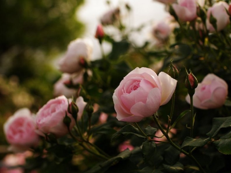 beautiful_pink_garden_roses.jpg