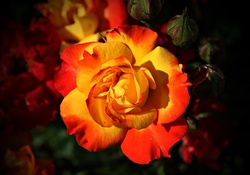 Yellow _Red_Rose