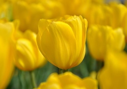 Yellow Tulips _ hdr