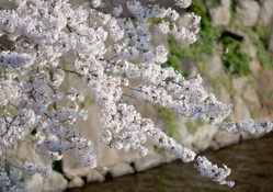 Beautiful White Blossoms
