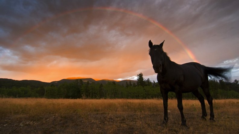 horse_in_rainbow_field.jpg