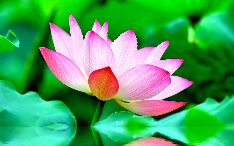 pink_lotus.jpg