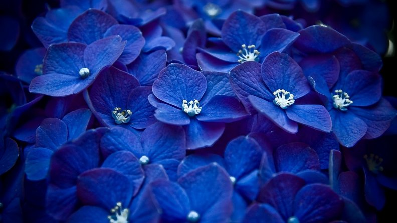 blue_flowers.jpg