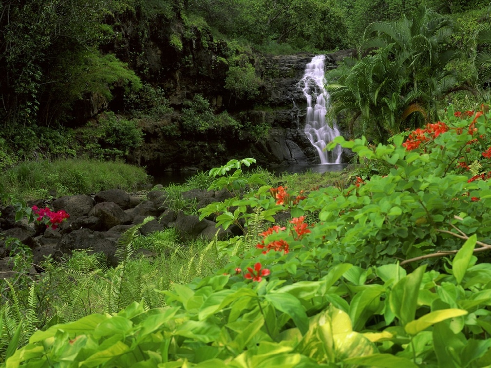 Waterfall In A Tropical Forest