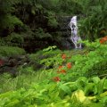 Waterfall In A Tropical Forest