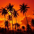 Orange Palm Tree Sunset