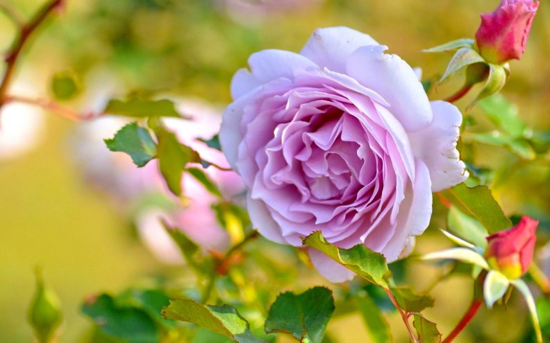 purple_rose_beauty.jpg
