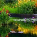 Autumn Colored Pond