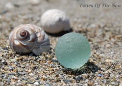 Shells and Sea Glass