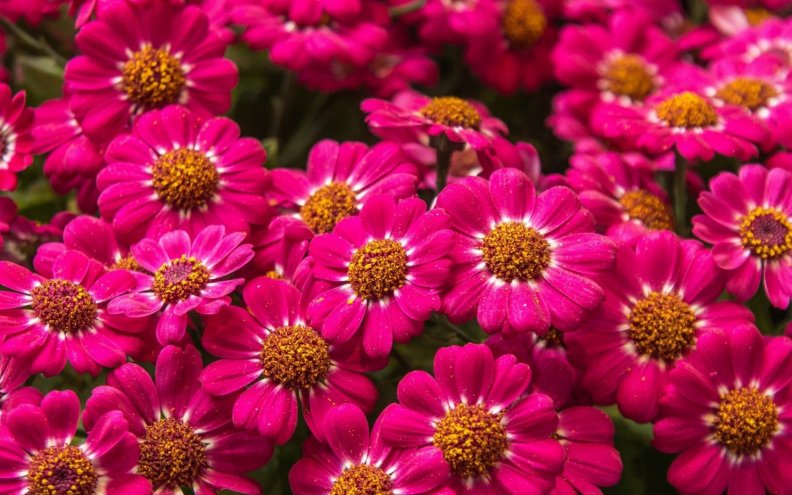 beautiful_pink_flowers.jpg