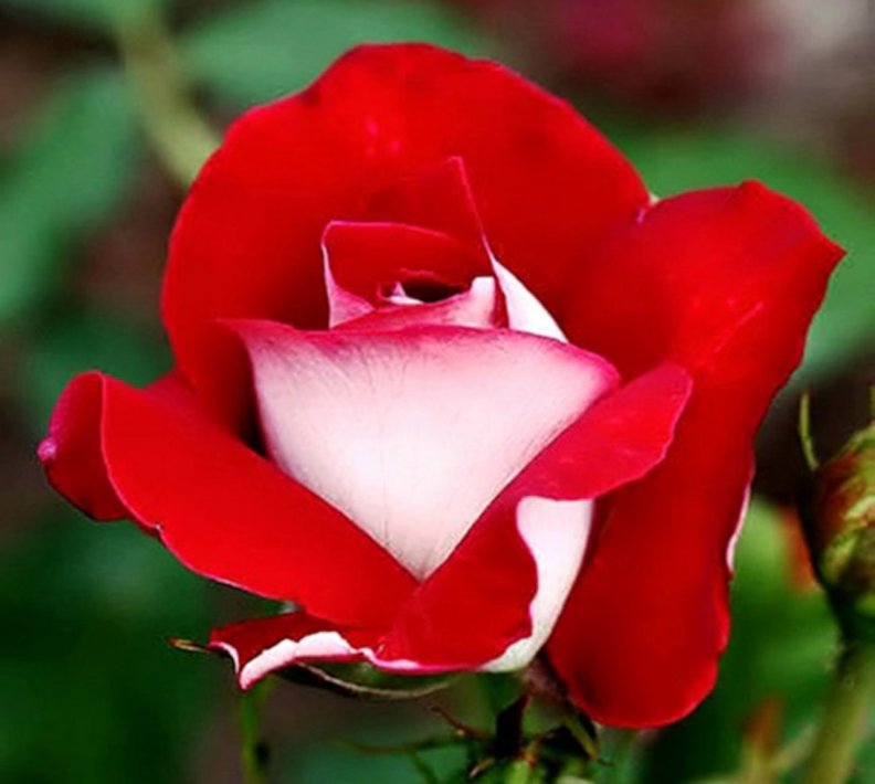 lovely_red_rose.jpg