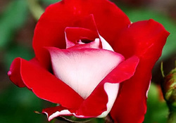 Lovely Red Rose