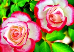 BEAUTIFUL PINK CREAMY ROSE