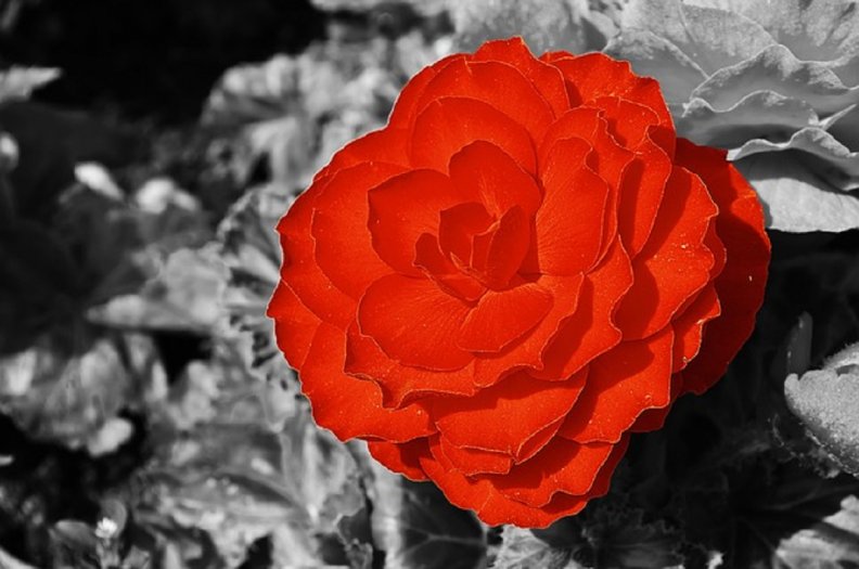 red_rose_on_grey_background.jpg