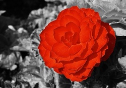 RED ROSE ON GREY BACKGROUND