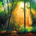 Forest sunlight