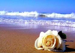 A rose on beach