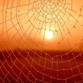Spider web with sunset backdrop
