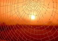 Spider web with sunset backdrop