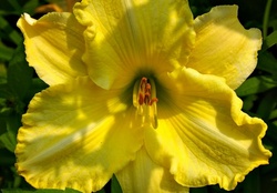 yellow softness