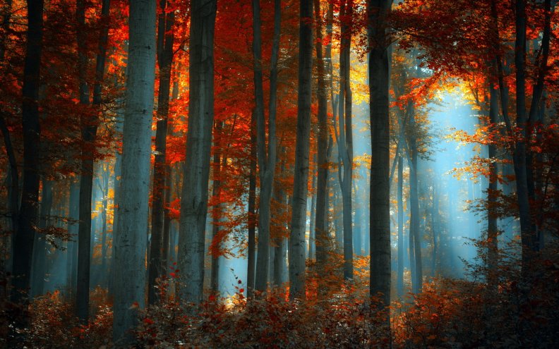 sunlight_in_autumn_forest.jpg