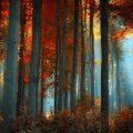 Sunlight in Autumn Forest