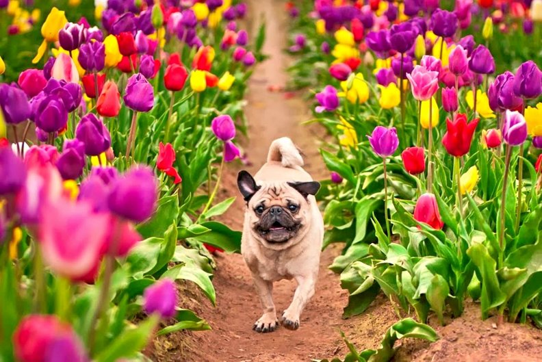PUP in SPRING TULIPS