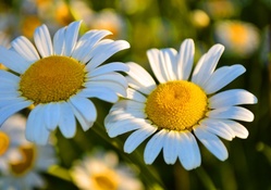 Lovely Daisies